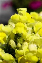 Antirrhinum majus, gelb - Großes Löwenmaul Antirrhinum majus, gelb - Großes Löwenmaul