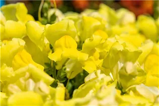 Antirrhinum majus, gelb - Großes Löwenmaul Antirrhinum majus, gelb - Großes Löwenmaul