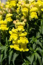 Antirrhinum majus, gelb - Großes Löwenmaul Antirrhinum majus, gelb - Großes Löwenmaul