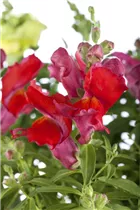 Antirrhinum majus, rot - Großes Löwenmaul