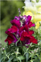 Antirrhinum majus, rot - Großes Löwenmaul