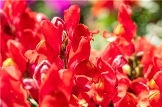 Antirrhinum majus, rot - Großes Löwenmaul