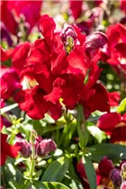Antirrhinum majus, rot - Großes Löwenmaul