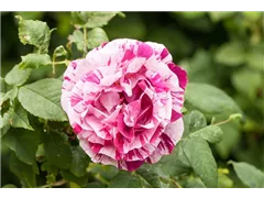 Portland-Rose - Rosa x damascena Portland-Rose - Rosa x damascena