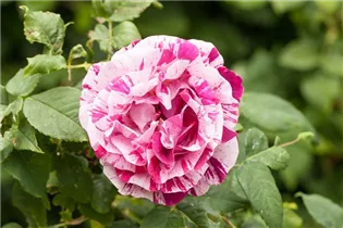 Portland-Rose - Rosa x damascena Portland-Rose - Rosa x damascena