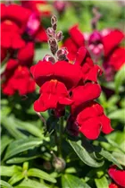 Antirrhinum majus, rot - Großes Löwenmaul