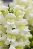 Antirrhinum majus, weiß - Großes Löwenmaul