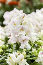 Antirrhinum majus, weiß - Großes Löwenmaul