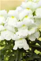 Antirrhinum majus, weiß - Großes Löwenmaul