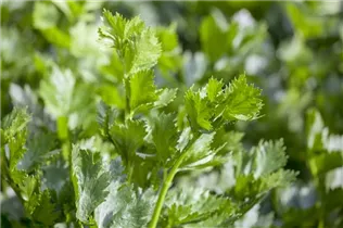 Apium graveolens - Echter Sellerie Apium graveolens - Echter Sellerie
