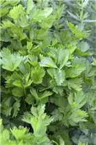 Apium graveolens - Echter Sellerie Apium graveolens - Echter Sellerie