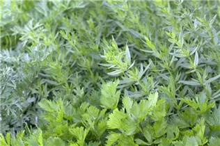 Apium graveolens - Echter Sellerie Apium graveolens - Echter Sellerie