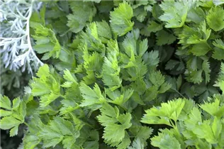 Apium graveolens var. secalinum - Schnitt-Sellerie Apium graveolens var. secalinum - Schnitt-Sellerie