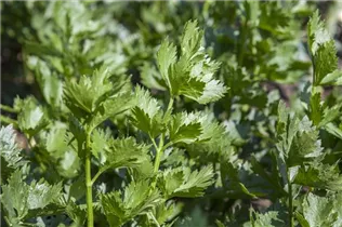 Apium graveolens var. secalinum - Schnitt-Sellerie Apium graveolens var. secalinum - Schnitt-Sellerie
