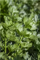 Apium graveolens - Echter Sellerie Apium graveolens - Echter Sellerie