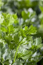 Apium graveolens - Echter Sellerie Apium graveolens - Echter Sellerie