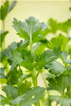 Apium graveolens - Echter Sellerie Apium graveolens - Echter Sellerie