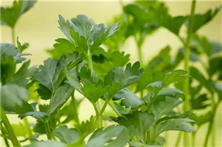 Apium graveolens - Echter Sellerie Apium graveolens - Echter Sellerie