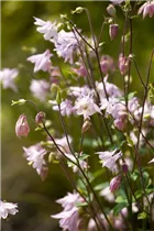 Aquilegia vulgaris - Kurzspornige Akelei