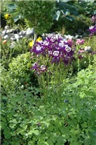 Aquilegia vulgaris - Kurzspornige Akelei