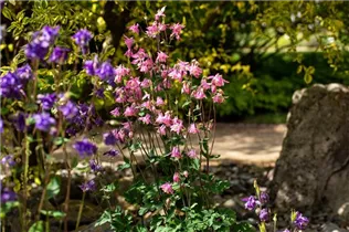 Aquilegia vulgaris - Kurzspornige Akelei