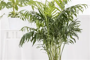 Chamaedorea elegans - Mexikanische Bergpalme Chamaedorea elegans - Mexikanische Bergpalme