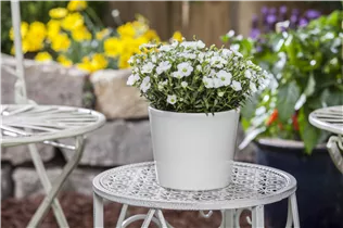 Arenaria montana - Berg-Sandkraut