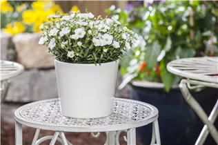 Arenaria montana - Berg-Sandkraut