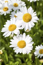 Argyranthemum frutescens - Strauchmargerite Argyranthemum frutescens - Strauchmargerite