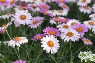 Argyranthemum frutescens - Strauchmargerite Argyranthemum frutescens - Strauchmargerite