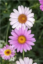 Argyranthemum frutescens - Strauchmargerite Argyranthemum frutescens - Strauchmargerite