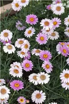 Argyranthemum frutescens - Strauchmargerite Argyranthemum frutescens - Strauchmargerite