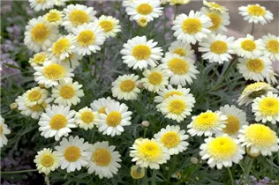 Argyranthemum frutescens - Strauchmargerite Argyranthemum frutescens - Strauchmargerite