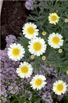 Argyranthemum frutescens - Strauchmargerite Argyranthemum frutescens - Strauchmargerite