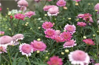 Argyranthemum frutescens - Strauchmargerite Argyranthemum frutescens - Strauchmargerite