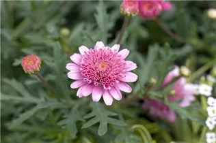 Argyranthemum frutescens - Strauchmargerite Argyranthemum frutescens - Strauchmargerite