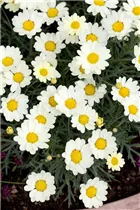 Argyranthemum frutescens - Strauchmargerite Argyranthemum frutescens - Strauchmargerite