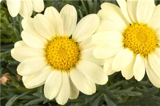 Argyranthemum frutescens, gelb - Strauchmargerite Argyranthemum frutescens, gelb - Strauchmargerite