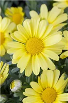 Argyranthemum frutescens, gelb - Strauchmargerite Argyranthemum frutescens, gelb - Strauchmargerite