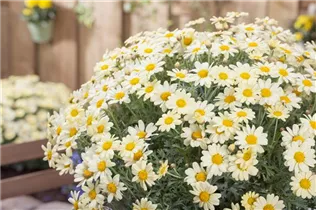 Argyranthemum frutescens, gelb - Strauchmargerite Argyranthemum frutescens, gelb - Strauchmargerite