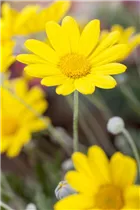 Argyranthemum frutescens, gelb - Strauchmargerite Argyranthemum frutescens, gelb - Strauchmargerite
