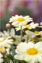 Argyranthemum frutescens, gelb - Strauchmargerite Argyranthemum frutescens, gelb - Strauchmargerite