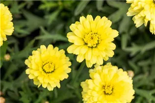 Argyranthemum frutescens, gelb - Strauchmargerite Argyranthemum frutescens, gelb - Strauchmargerite
