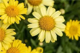 Argyranthemum frutescens, gelb - Strauchmargerite Argyranthemum frutescens, gelb - Strauchmargerite