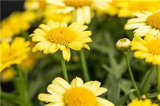 Argyranthemum frutescens, gelb - Strauchmargerite Argyranthemum frutescens, gelb - Strauchmargerite