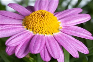 Argyranthemum frutescens, rosa - Strauchmargerite Argyranthemum frutescens, rosa - Strauchmargerite
