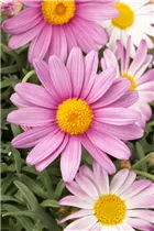 Argyranthemum frutescens, rosa - Strauchmargerite Argyranthemum frutescens, rosa - Strauchmargerite