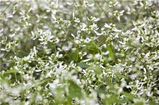 Euphorbia hypericifolia - Euphorbie Euphorbia hypericifolia - Euphorbie