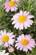 Argyranthemum frutescens, rosa - Strauchmargerite Argyranthemum frutescens, rosa - Strauchmargerite