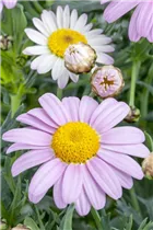 Argyranthemum frutescens, rosa - Strauchmargerite Argyranthemum frutescens, rosa - Strauchmargerite